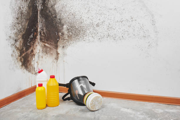 Best Mold Remediation for Specific Building Types in Timpson, TX