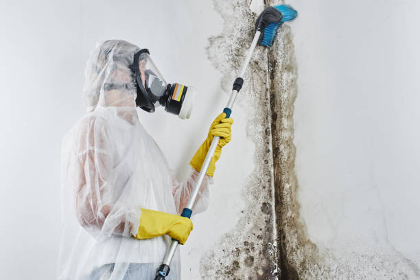 Best White Mold Remediation in Timpson, TX
