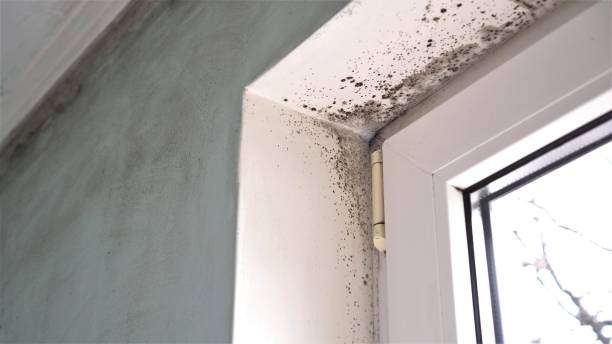 Best Mold Remediation for Specific Building Types in Timpson, TX