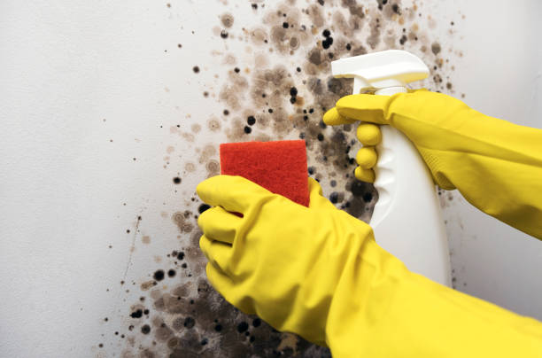 Best DIY Mold Remediation Support Services in Timpson, TX