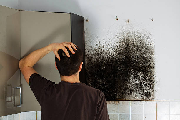 Reliable Timpson, TX Mold Remediation Solutions