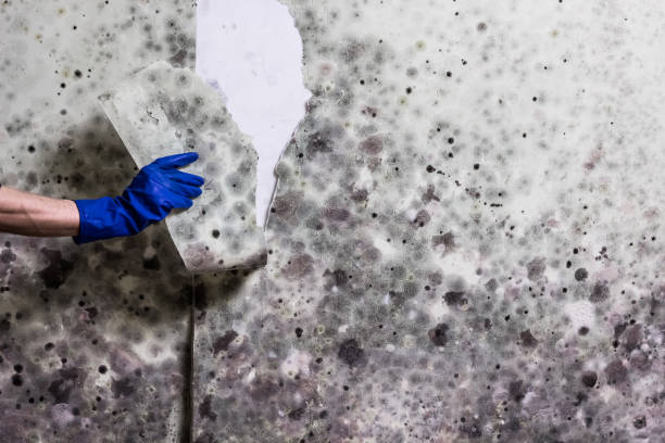 Best Mold Remediation for Schools in Timpson, TX
