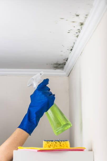 Best Commercial Mold Remediation in Timpson, TX