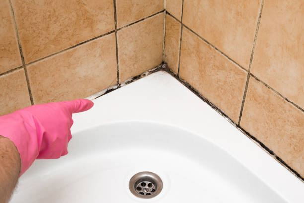 Best Kitchen Mold Remediation in Timpson, TX